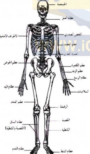 صورة الهيكل العظمي